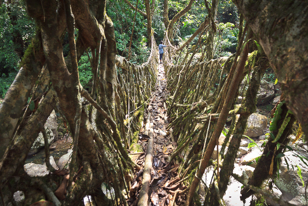 Ritymman-living root bridge meghalaya india 