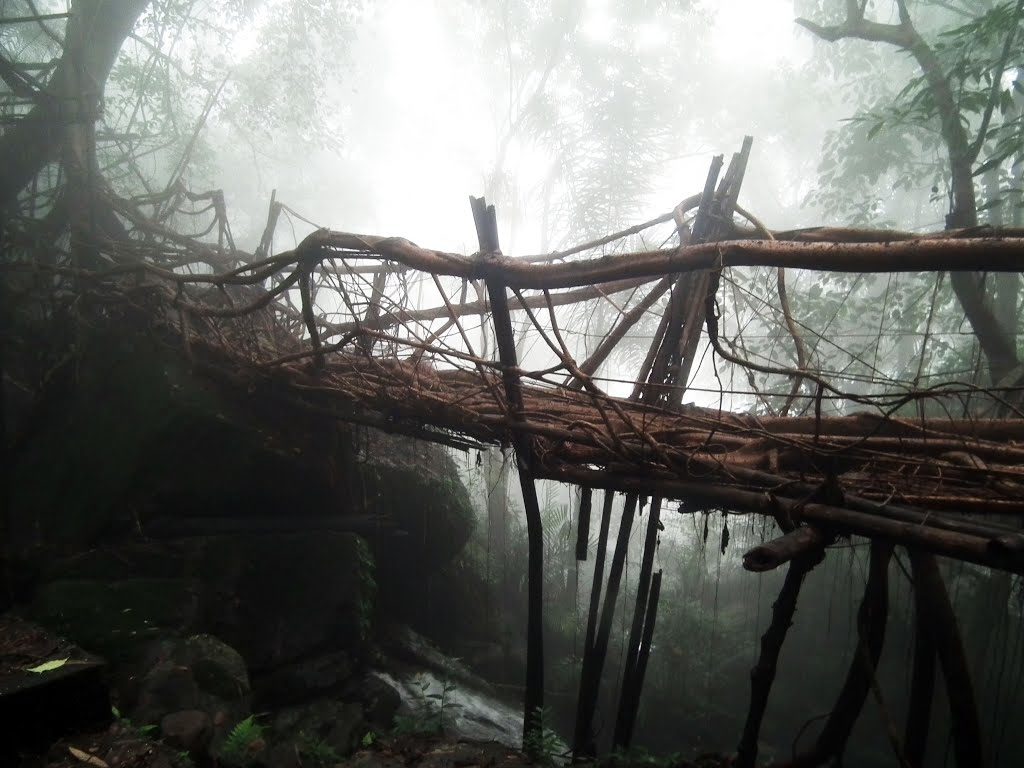 Umkar-living root bridge meghalaya india 