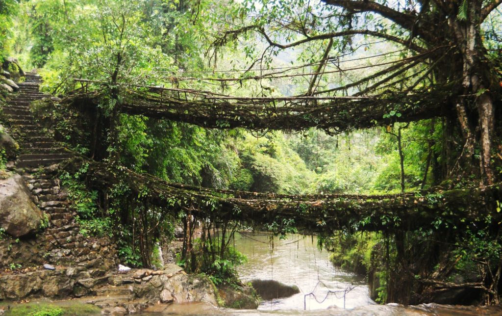 Umshiang double decker root bridge