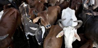 ban on beef export in india