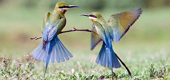 Birdwatching at the Bharatpur Bird Sanctuary