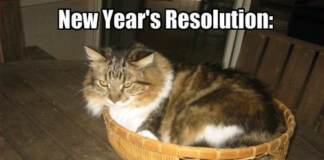 New Year Resolutions: Real Smart Kitty!