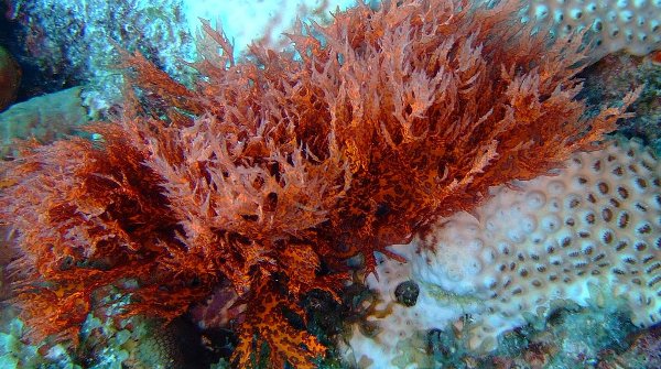 Paper from Red Algae Project: A Unique Way to Conserve Trees in Future