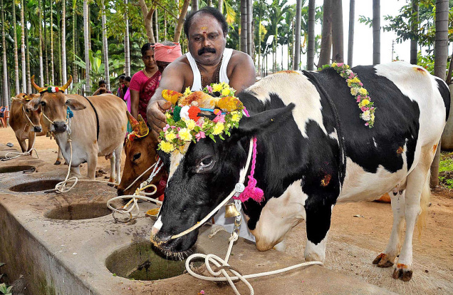 People worship cows and bulls on Day 3.