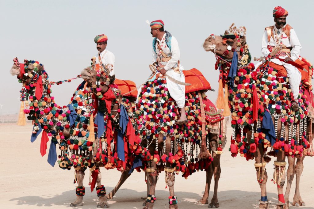 Beautifully adorned camels at Shobha Yatra,