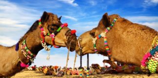 Camel development scheme