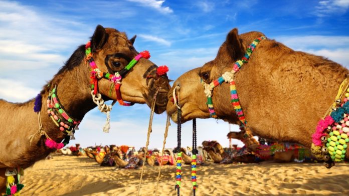 Camel development scheme