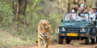 Rajasthan Boasts Highest No. of Tigers, 62 at Ranthambore Tiger Reserve