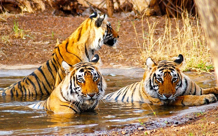 To prevent illegal activities near Ranthambore, Sariska, Jawai and Mukundara, the government will employ a high-tech IT security system to keep a close eye on wildlife. 