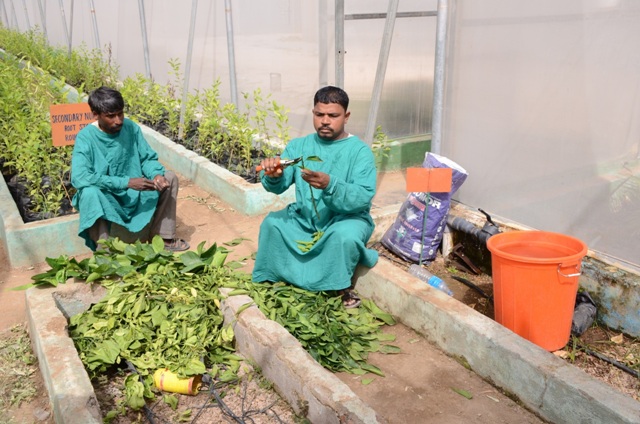 Kota Centre of Excellence has advanced facilities for plant grafting, budding and nurturing mother plants. 