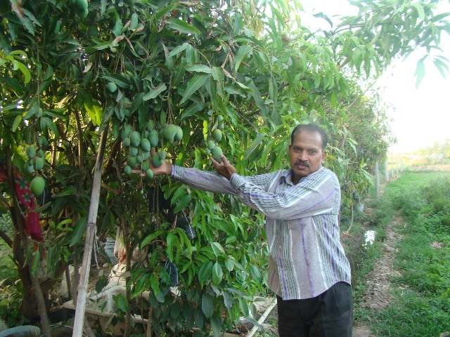 Kishan Suman- the ingenious inventor of Sadabahar mango variety.