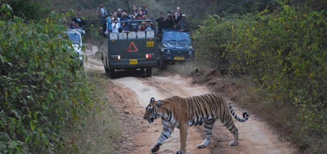 Jhalana forest Safari. Picture Credits: Rajasthan Information.