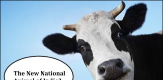 Cow the new national animal of India!