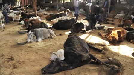 The Hingonia tragedy: Over 8000 cows died due to the negligence of cowshelter workers.