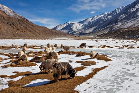 Pashmeena Goats grazing in Ladakh