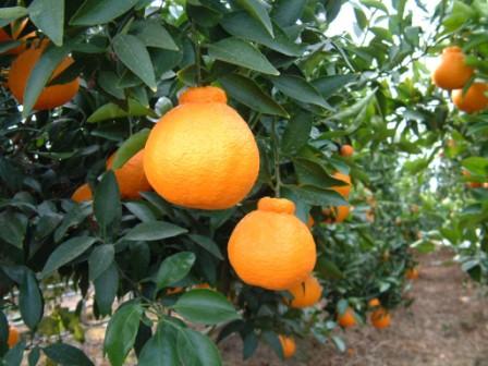 Kota farmers have proven their strength in citrus fruit production. They're now experimenting with different fruit varieties.