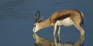 Now you can Watch Deers Quenching their Thirst at Jodhpur Ponds