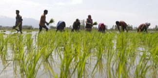 Rajasthan Cooperative Society Raises Accidental Claim of Farmers to Rs 10 Lakh