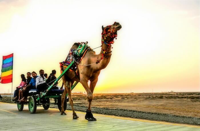 Rann Utsav Camel Cart Ride