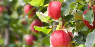 Adani Agri Fresh Limited Farm-Pik Apples