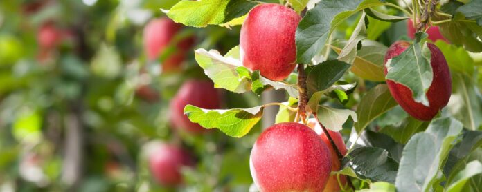 Adani Agri Fresh Limited Farm-Pik Apples